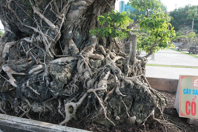 Sanh lá mũi hài ký đá cổ nhất châu Á, đại gia đổi 8 lô đất vẫn không bán-5