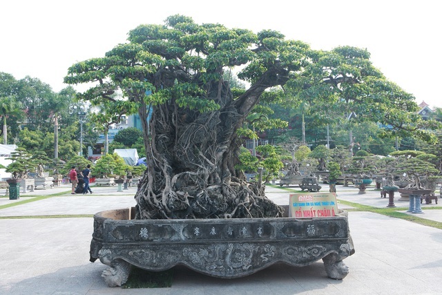 Sanh lá mũi hài ký đá cổ nhất châu Á, đại gia đổi 8 lô đất vẫn không bán-6