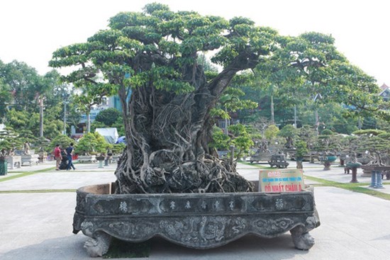 Sanh lá mũi hài ký đá cổ nhất châu Á, đại gia đổi 8 lô đất vẫn không bán