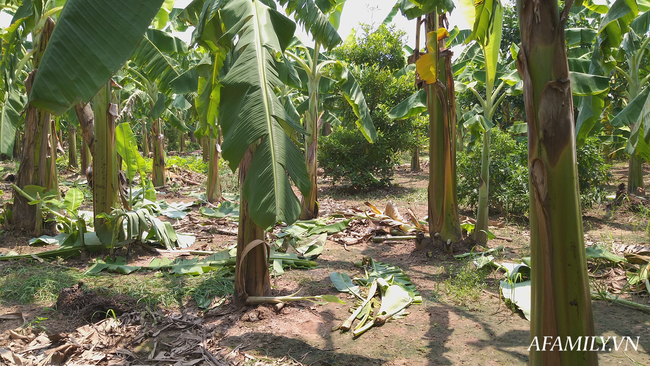 NÓNG: Đã bắt được nghi phạm hiếp dâm bé gái trong vườn chuối ở Hà Nội-2