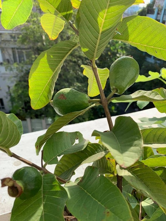 Khám phá không gian biệt thự sang trọng của Mr. Siro-8