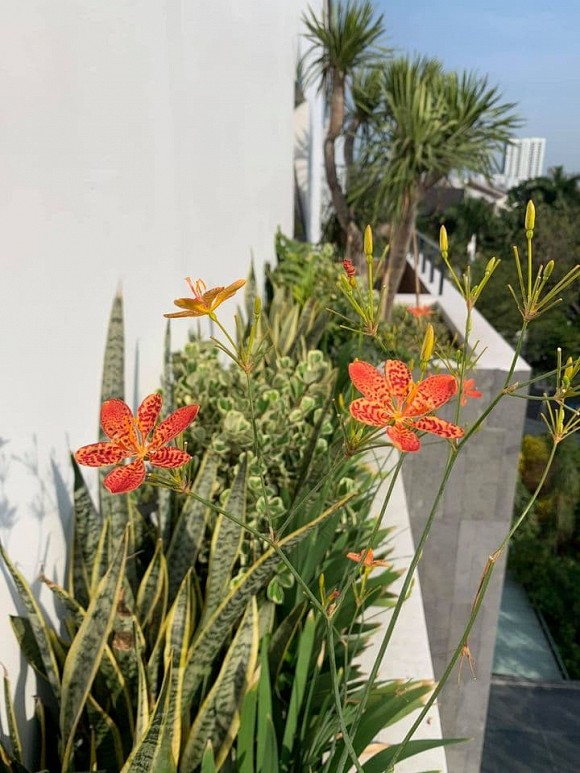 Khám phá không gian biệt thự sang trọng của Mr. Siro-9