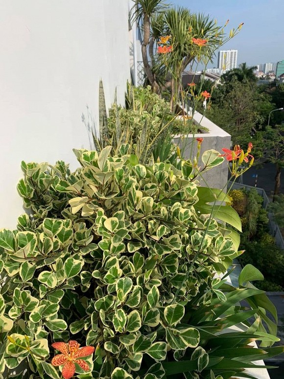 Khám phá không gian biệt thự sang trọng của Mr. Siro-10