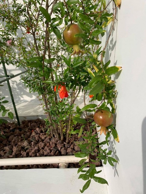 Khám phá không gian biệt thự sang trọng của Mr. Siro-11