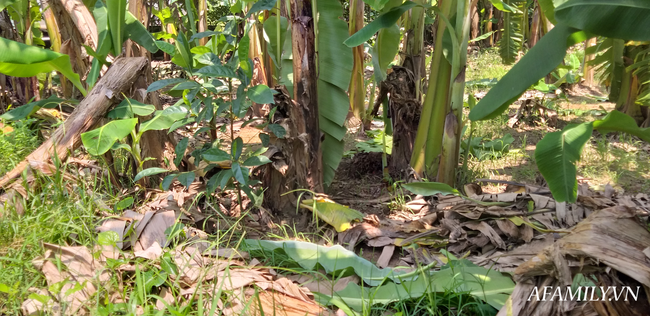 Nghi phạm 44 tuổi thừa nhận hành vi hiếp dâm bé gái trong vườn chuối-1