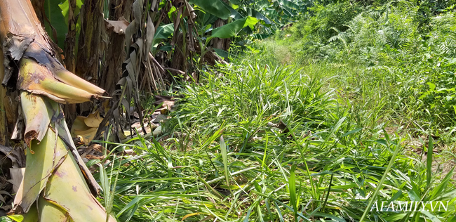 Nghi phạm 44 tuổi thừa nhận hành vi hiếp dâm bé gái trong vườn chuối-2