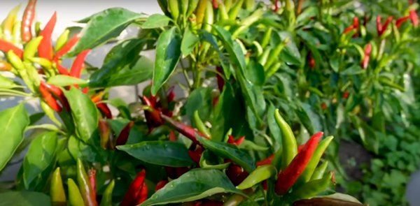 Danh hài Vân Sơn khoe vườn trái cây 1.200m2, quả rụng đỏ gốc ăn không hết-11