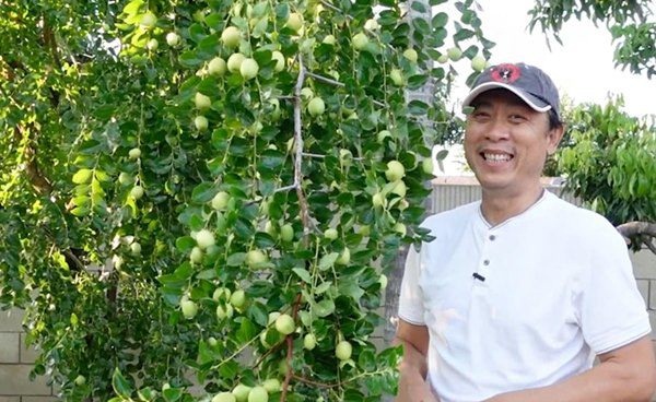 Danh hài Vân Sơn khoe vườn trái cây 1.200m2, quả rụng đỏ gốc ăn không hết-2