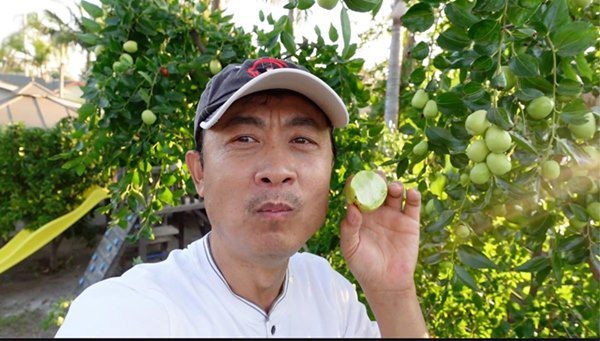 Danh hài Vân Sơn khoe vườn trái cây 1.200m2, quả rụng đỏ gốc ăn không hết-3