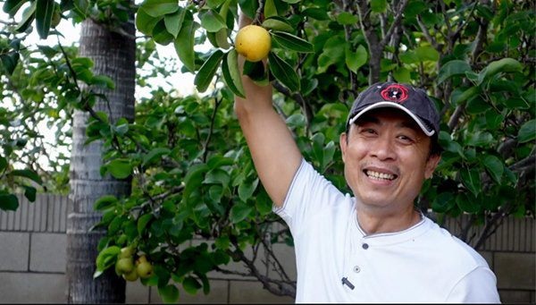 Danh hài Vân Sơn khoe vườn trái cây 1.200m2, quả rụng đỏ gốc ăn không hết-4