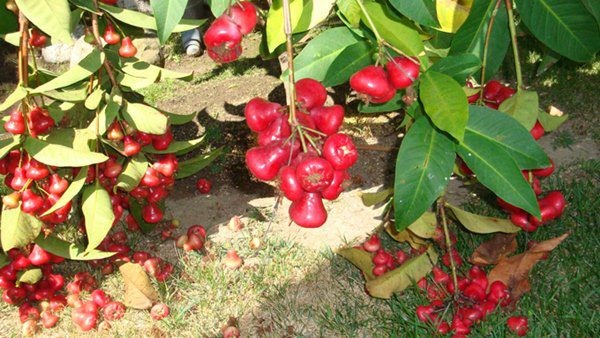 Danh hài Vân Sơn khoe vườn trái cây 1.200m2, quả rụng đỏ gốc ăn không hết-6