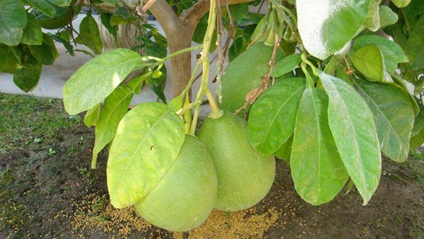 Danh hài Vân Sơn khoe vườn trái cây 1.200m2, quả rụng đỏ gốc ăn không hết-7