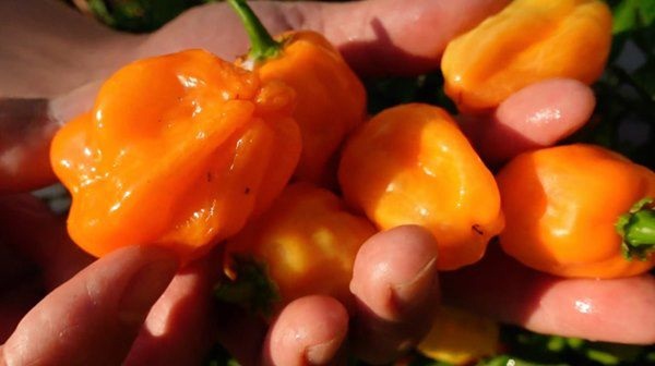 Danh hài Vân Sơn khoe vườn trái cây 1.200m2, quả rụng đỏ gốc ăn không hết-9