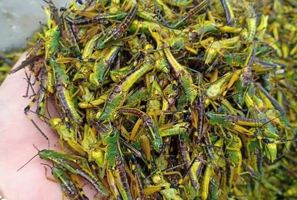 Đặc sản tôm bay” cháy hàng, khách đặt tiền triệu vẫn bị hủy đơn-3