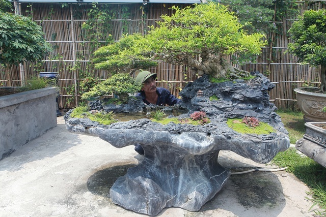 Mãn nhãn với bộ sưu tập mai chiếu thủy đột biến vô cùng độc đáo ở Hà Nội-1