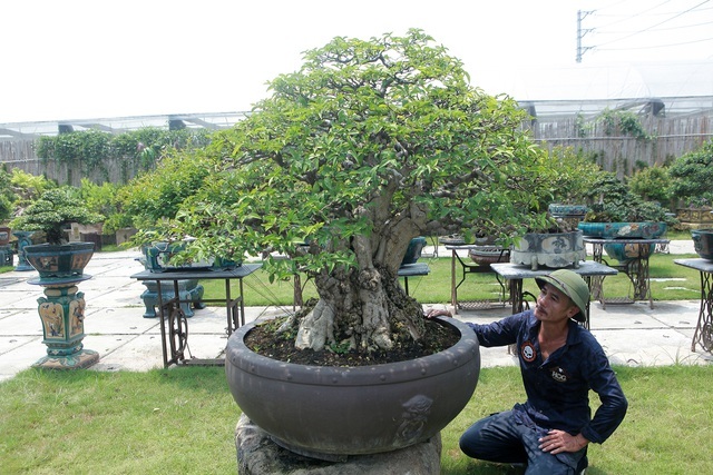 Mãn nhãn với bộ sưu tập mai chiếu thủy đột biến vô cùng độc đáo ở Hà Nội-10