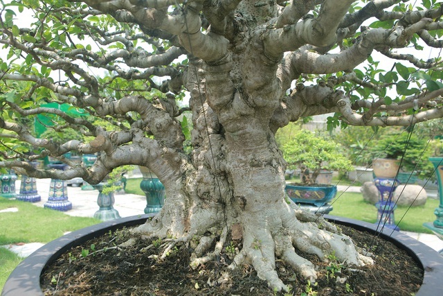 Mãn nhãn với bộ sưu tập mai chiếu thủy đột biến vô cùng độc đáo ở Hà Nội-11