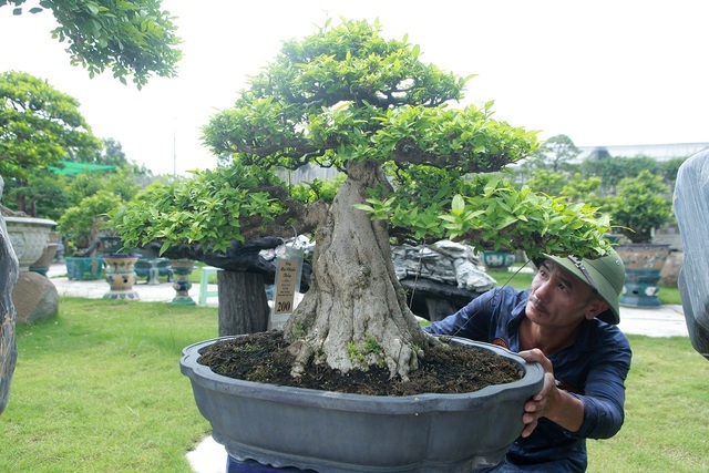 Mãn nhãn với bộ sưu tập mai chiếu thủy đột biến vô cùng độc đáo ở Hà Nội-13