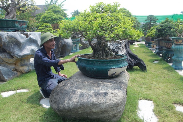 Mãn nhãn với bộ sưu tập mai chiếu thủy đột biến vô cùng độc đáo ở Hà Nội-14