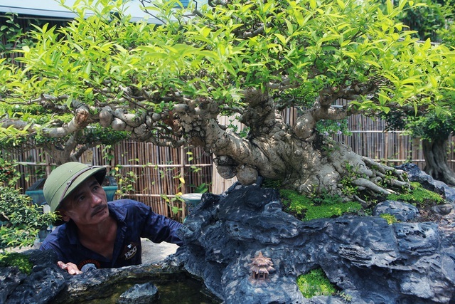 Mãn nhãn với bộ sưu tập mai chiếu thủy đột biến vô cùng độc đáo ở Hà Nội-2