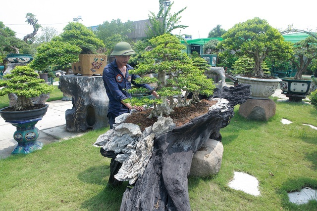 Mãn nhãn với bộ sưu tập mai chiếu thủy đột biến vô cùng độc đáo ở Hà Nội-4