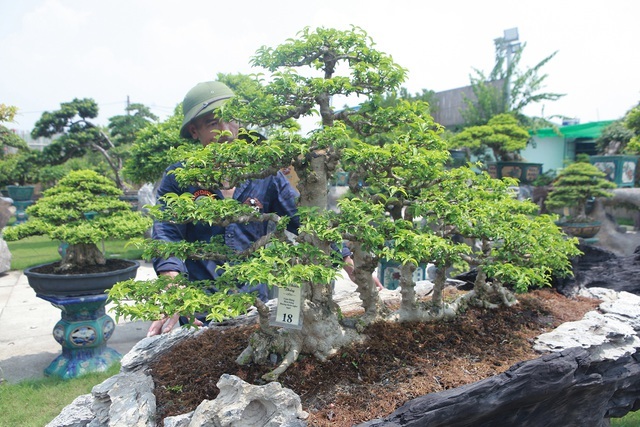 Mãn nhãn với bộ sưu tập mai chiếu thủy đột biến vô cùng độc đáo ở Hà Nội-5