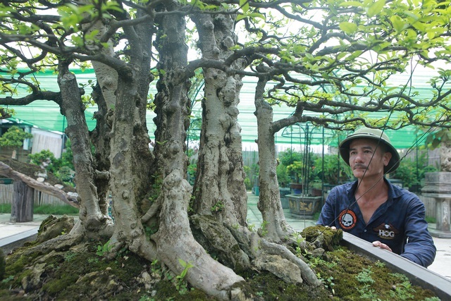 Mãn nhãn với bộ sưu tập mai chiếu thủy đột biến vô cùng độc đáo ở Hà Nội-7