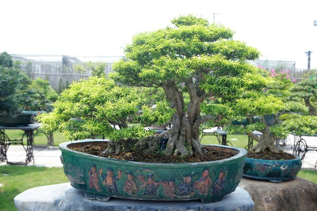 Mãn nhãn với bộ sưu tập mai chiếu thủy đột biến vô cùng độc đáo ở Hà Nội-9