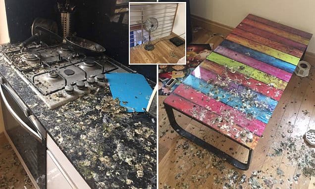 Rời nhà trọ 5 tháng mà quên đóng cửa, thanh niên trở lại và phát hoảng với cảnh tượng sởn da gà không dám bước chân vào nữa-1