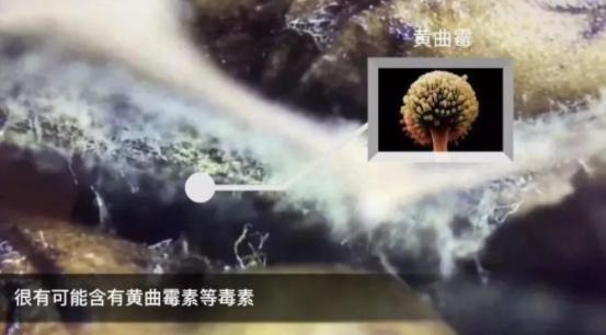 Gia đình 4 người cùng mắc ung thư vì một chất độc hạng nhất dễ xâm nhập” vào mâm cơm: Thường có mặt trong 6 món ăn, vật dụng nhưng bạn không hề biết-4