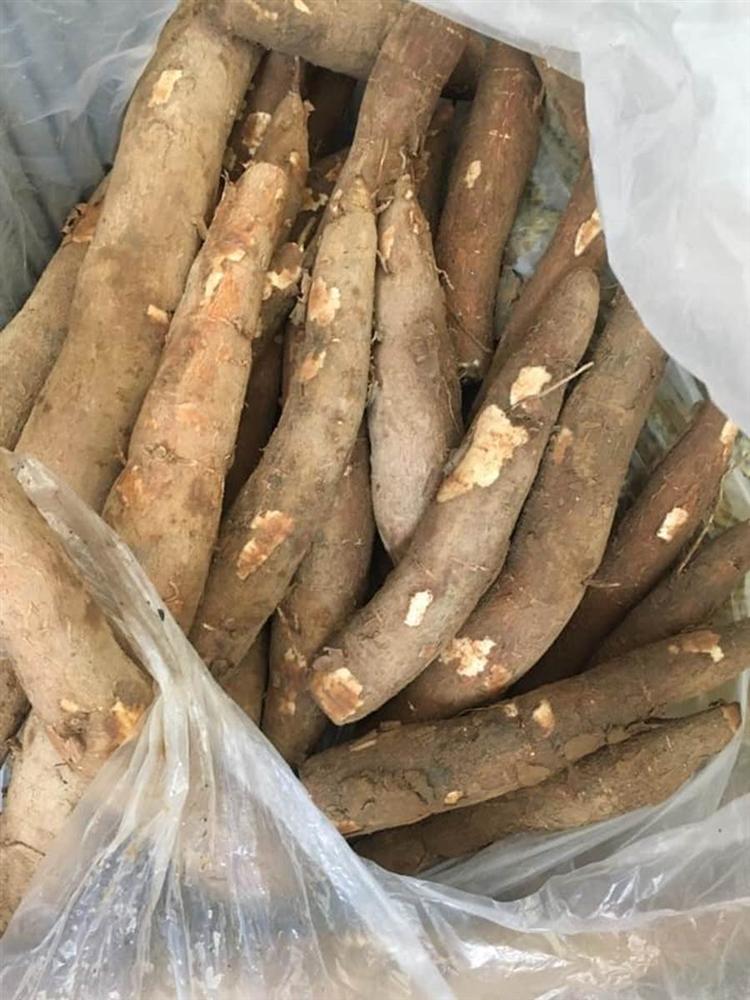 Sắn dẻo ruột vàng giá đắt gấp 3 lần sắn bở vẫn đắt khách-1
