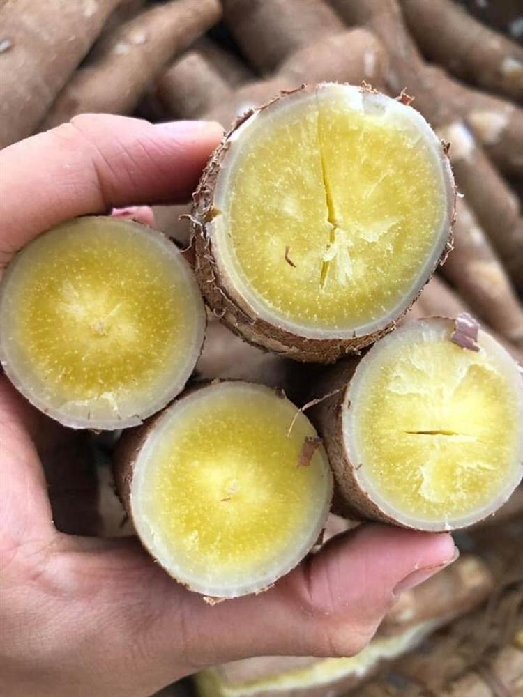 Sắn dẻo ruột vàng giá đắt gấp 3 lần sắn bở vẫn đắt khách-2