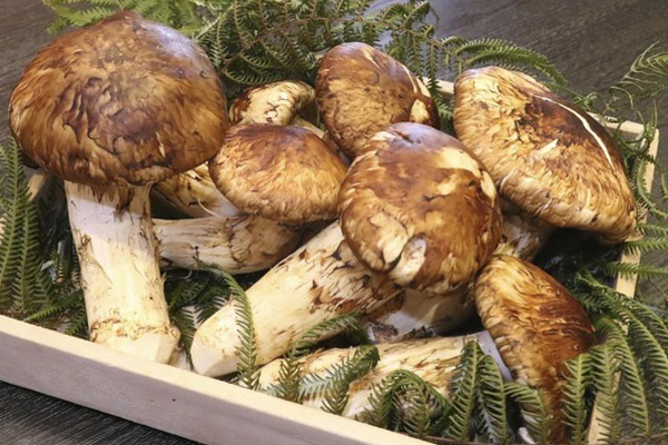 4 loại nấm đắt đỏ được săn lùng ở Việt Nam-5