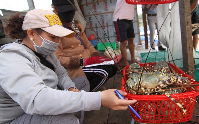 Tôm hùm rớt giá chưa từng có-3