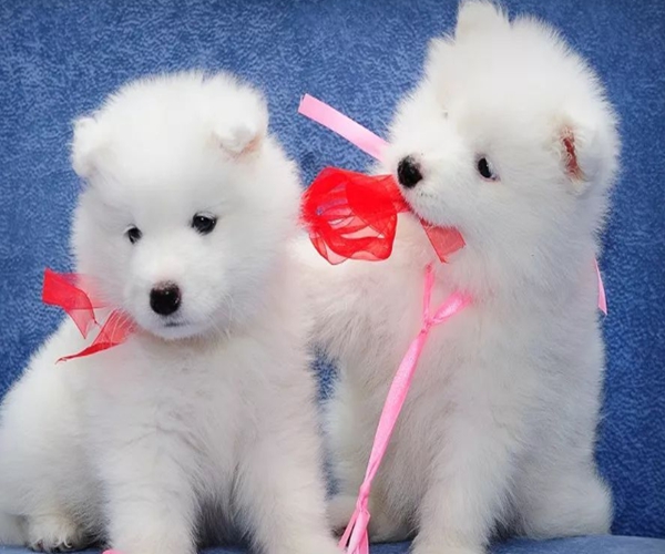 4 con giáp là đàn ông không thể thiếu vợ cũng không cưỡng lại được sự dịu dàng của vợ, càng lấy vợ lâu càng kết dính-1