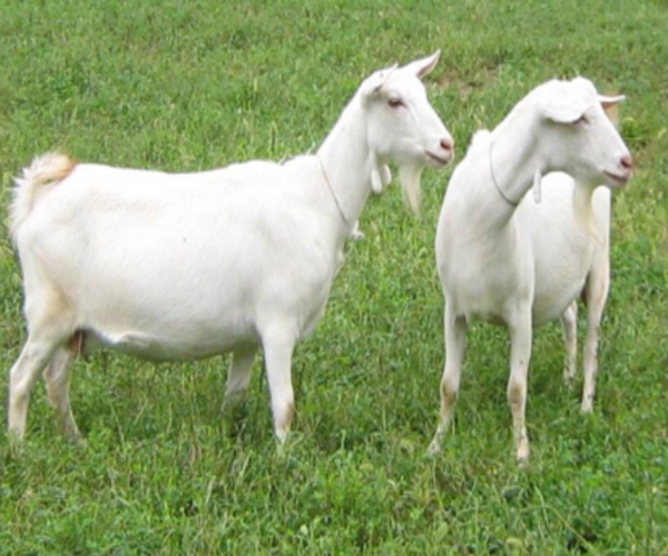 4 con giáp là đàn ông không thể thiếu vợ cũng không cưỡng lại được sự dịu dàng của vợ, càng lấy vợ lâu càng kết dính-2