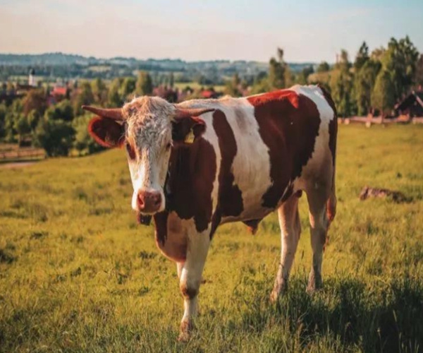 4 con giáp là đàn ông không thể thiếu vợ cũng không cưỡng lại được sự dịu dàng của vợ, càng lấy vợ lâu càng kết dính-4