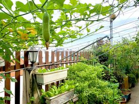 Ghen tị khu vườn 200m² ngập tràn hoa tươi và rau củ quả sạch trên sân thượng của nữ doanh nhân Sài Gòn-6