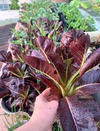 Ghen tị khu vườn 200m² ngập tràn hoa tươi và rau củ quả sạch trên sân thượng của nữ doanh nhân Sài Gòn-8