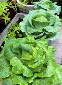 Ghen tị khu vườn 200m² ngập tràn hoa tươi và rau củ quả sạch trên sân thượng của nữ doanh nhân Sài Gòn-10