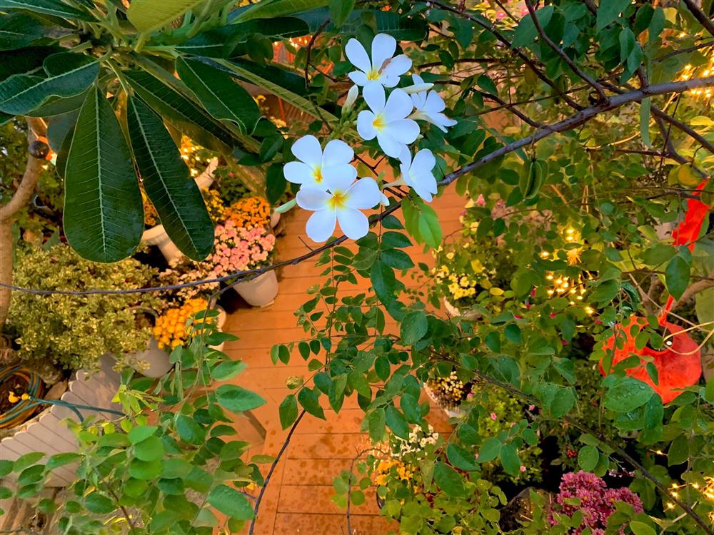 Ghen tị khu vườn 200m² ngập tràn hoa tươi và rau củ quả sạch trên sân thượng của nữ doanh nhân Sài Gòn-11