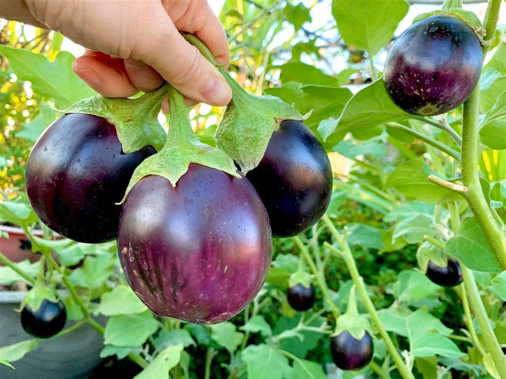 Ghen tị khu vườn 200m² ngập tràn hoa tươi và rau củ quả sạch trên sân thượng của nữ doanh nhân Sài Gòn-13