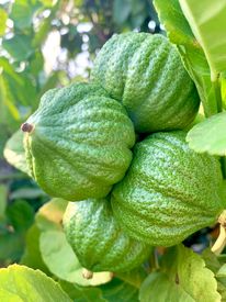 Ghen tị khu vườn 200m² ngập tràn hoa tươi và rau củ quả sạch trên sân thượng của nữ doanh nhân Sài Gòn-17