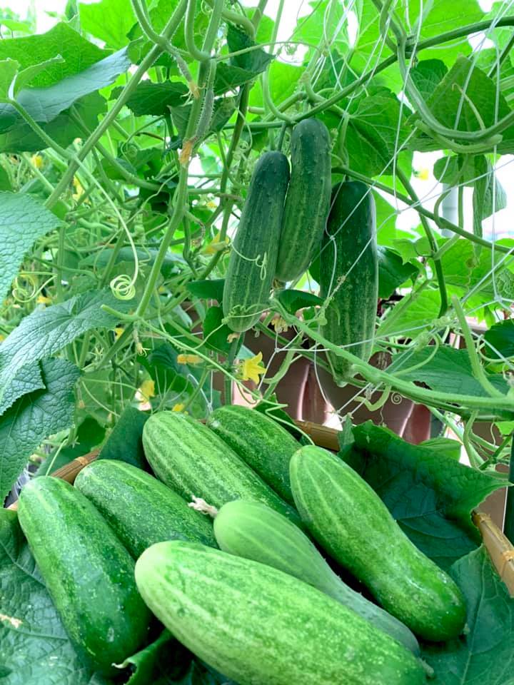 Ghen tị khu vườn 200m² ngập tràn hoa tươi và rau củ quả sạch trên sân thượng của nữ doanh nhân Sài Gòn-20