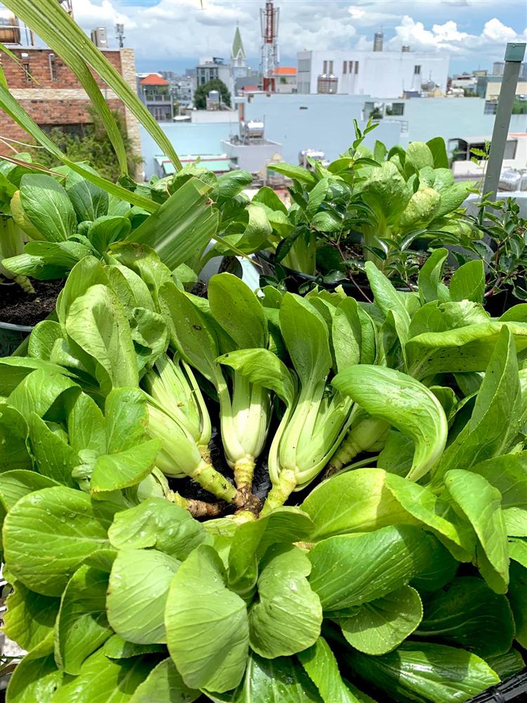 Ghen tị khu vườn 200m² ngập tràn hoa tươi và rau củ quả sạch trên sân thượng của nữ doanh nhân Sài Gòn-25