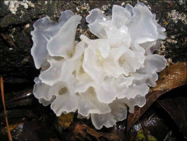 Phụ nữ không muốn già nhanh, lão hóa sớm thì nên ăn thêm 7 món này-5