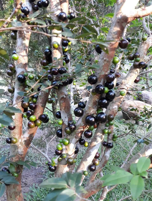 Cú lừa nho thân gỗ: Bán nhành củi khô, thu hàng chục triệu đồng mỗi tháng-1