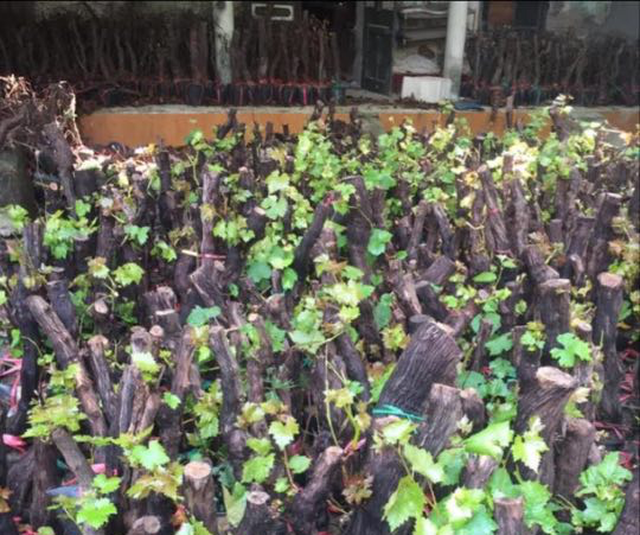 Cú lừa nho thân gỗ: Bán nhành củi khô, thu hàng chục triệu đồng mỗi tháng-3