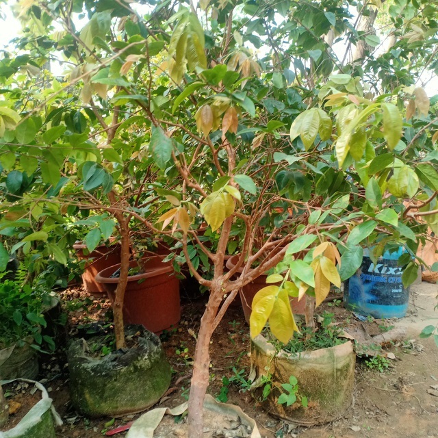 Cú lừa nho thân gỗ: Bán nhành củi khô, thu hàng chục triệu đồng mỗi tháng-5