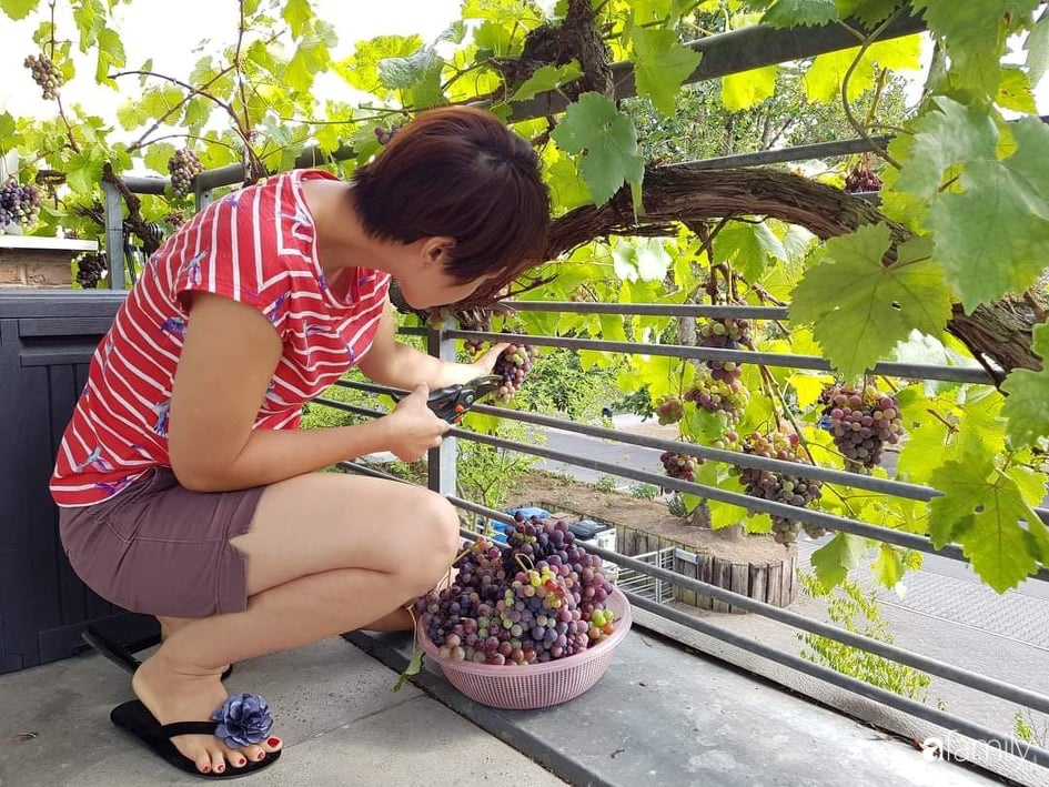 Khu vườn với đủ loại hoa thơm và trái ngọt của mẹ đảm quê Long An-1